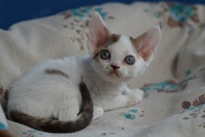 Süße devon rex Babys 