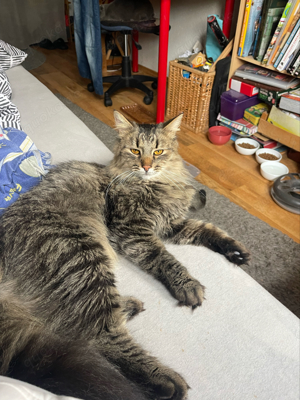 Markus Maine Coon Mix 1,5 Jahre zauberhaft