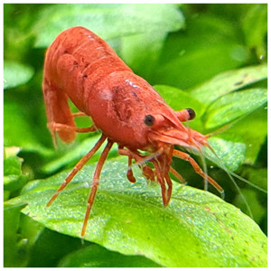 Neocaridina red Sakura Aquarium Garnelen Nano-Cube