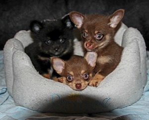 Pomchi Welpen Rüden Chihuahua Pomeranian 