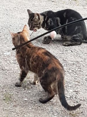 Süßes Katerchen und zauberhaftes Kätzchen 