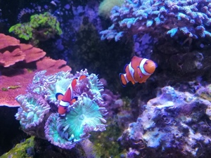 Ocellaris Anemonen Clownfisch Pärchen zu verkaufen. 