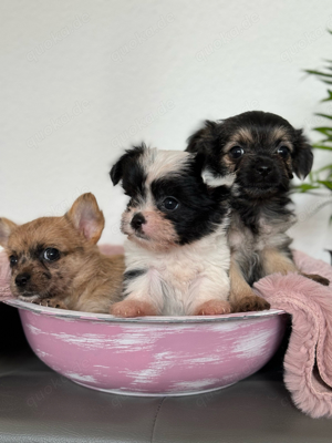 3 wunderschöne Biechis, Biewer Yorkshire Chihuahua Mädchen und Junge