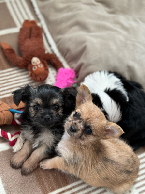 2 wunderschöne Biechis, Biewer Yorkshire Chihuahua Mädchen und Junge