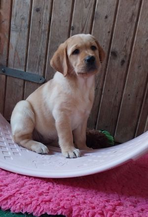 Labrador Retriever Welpen mit Ahnentafel *Körzucht*