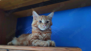 Maine Coon Kätzchen mit Stammbaum