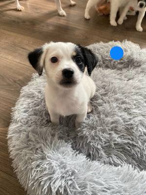 Jack-Russell-Terrier-Welpen zu verkaufen!