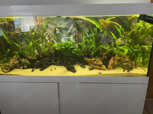 Eheim 240 liter aquarium 