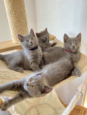 Chartreux   die echten Kartäuser: Kitten und Katze verfügbar 