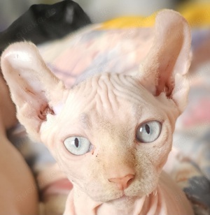 Canadian Elf Sphynx Kitten 