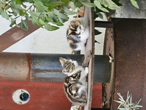    Katzenbabys   