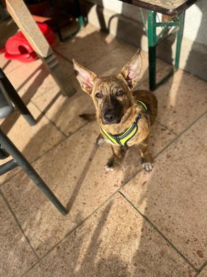 Phoebe - Treue Hündin sucht liebevolles Zuhause