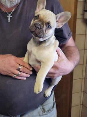 wunderschöne reinrassige französische Bulldogge Welpen 