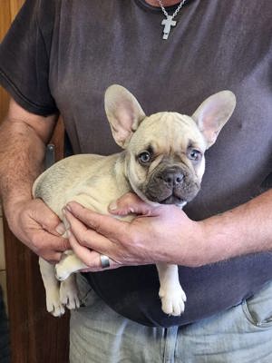 wunderschöne reinrassige französische Bulldogge Welpen 