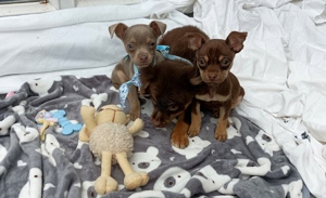 chihuahua pinscher welpen schoko abzugeben