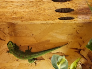 Phelsuma grandis männchen