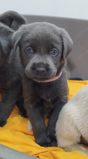 süße Labrador Welpen 