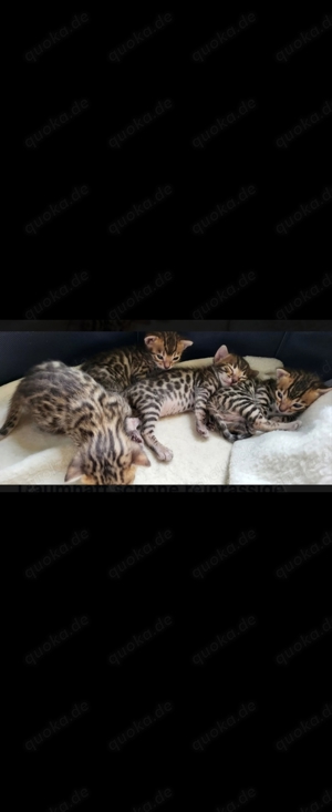 Süse Reinrassige Bengalkitten 