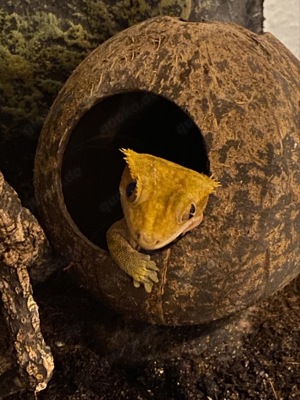 Kronengecko komplett mit Terrarium