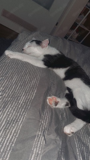 Katze und Kater (Olaf und Elsa ) zu verkaufen 