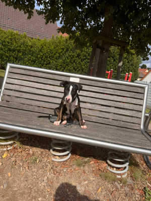 Mini Bullterrier mix: Ich bin der Letzte. Holst Du mich?