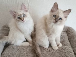 Babykatzen Reinrassige Ragdoll Kitten