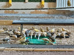 Kanaren.Weibchen und Männchen