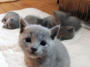 Russisch blau Kitten