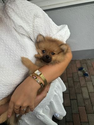 Pomeranian Zwergspitz Weibchen