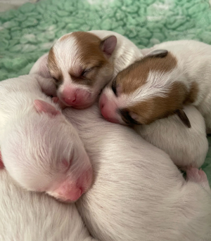 Coton de Tulear Welpen