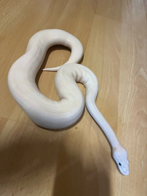 0,1 Pastel Ivory  Gravel pos Mojave Banana Hgw ader 