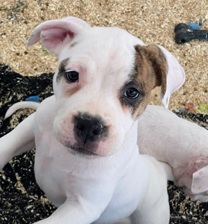 Wunderschöne Bulldog Welpen (OEB) 