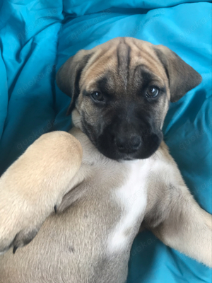 Süße Cane Corso Mischlings Welpen