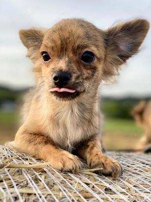 Reinrassige Langhaar Chihuahua welpen 