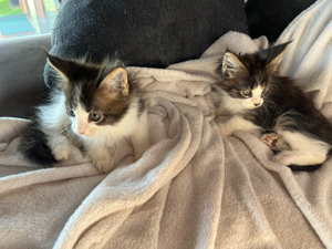 2 Maine Coon Kitten suchen ihr zu Hause