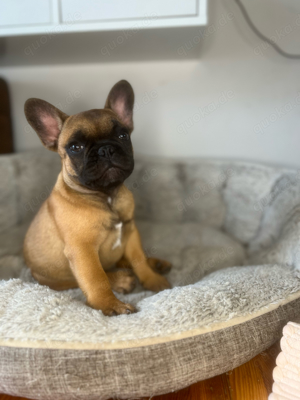 Wunderschöne franz. Bulldoggen Welpen 