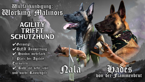 Wir erwarten Malinoiswelpen ab 13.10.24