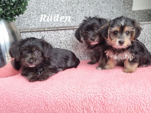 Malteser - Yorkshire  Morkie welpen