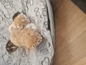  Mainecoon Kitten creme Tabby mit getigerten Pfötchen 