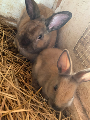 Kaninchen Hasen Zwergkaninchen