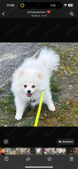 pomeranian