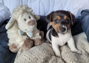 Jack Russell Terrier Welpen 