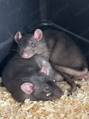 Männliche Ratten