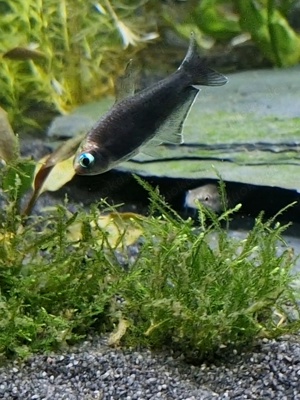 10 Schwarze Kaisersalmler (Nematobrycon Palmeri Black) abzugeben