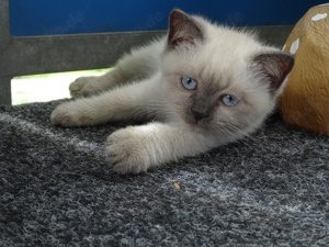 wunderschöne Mischlings BKH Kitten in liebevolle Hände abzugeben 