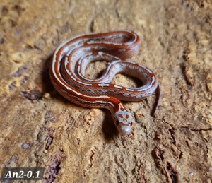 Blood Tessera, Blood Motley, Bloods, aus Lava Pied 