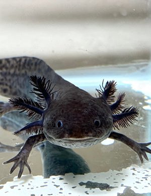 Axolotl Weibchen 