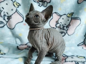 Sphynx mit Stammbaum