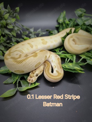 0.1 Lesser Red Stripe Batmann