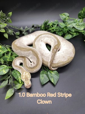 1.0 Bamboo Red Stripe Clown 